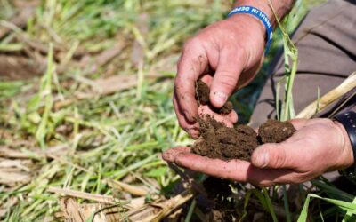 Herbicide Safeners: A Green Innovator’s Secret Weapon in Organic Farming