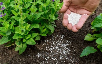 The Role of Green Innovators in Sustainability: Spotlight on Agriculture and Green Innovation