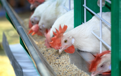 The Essential Nutrient-Understanding the Importance of Choline in Animal Nutrition