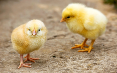 Fueling Animal Growth: Unveiling the Role of Choline in Animal Nutrition