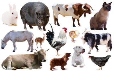 Animal feed supplement products list at a glance