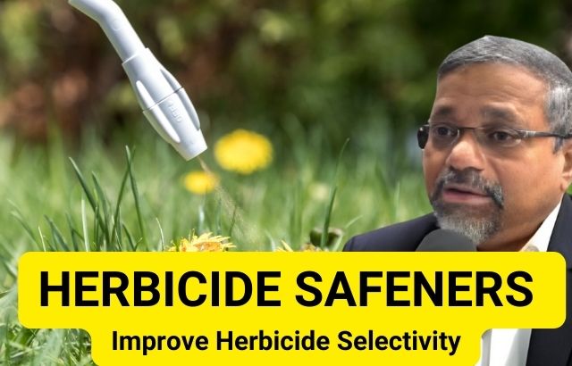 Herbicide Safeners: Effective Tools to Improve Herbicide Selectivity
