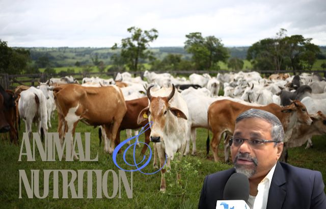 Embrace Authenticity: Lessons from Farm Animals