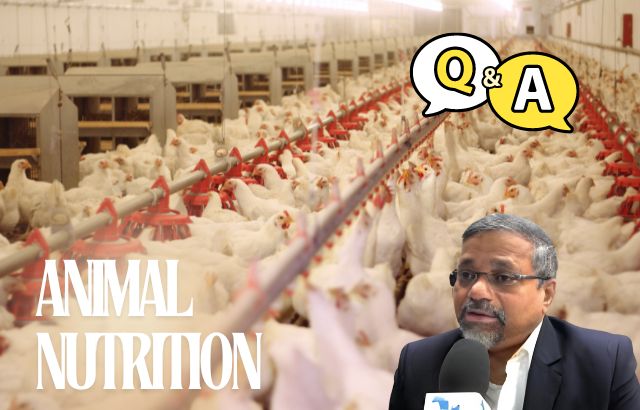 Antibiotic-Free Poultry Farming