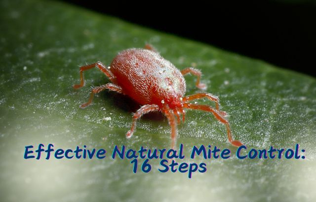 Effective Natural Mite Control 16 Steps to a Healthier Environment