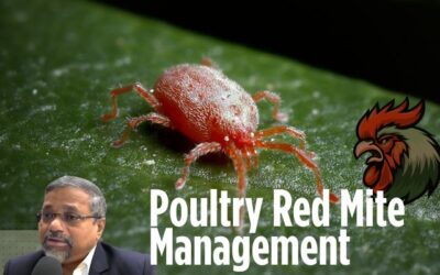 Green Innovations in Poultry Red Mite Management