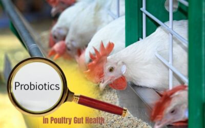 The Role of Probiotics in Poultry Gut Health: Enhancing Disease Prevention