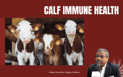 Boosting Bovine Babies: Unveiling the Secrets of Calf Immune Health