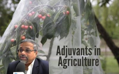 Adjuvants in Agriculture: Key Players in Agricultural Efficiency