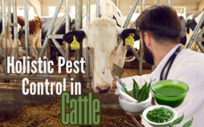 Harnessing Neem Oil for Holistic Pest Control in Cattle: A Natural Approach to Well-being