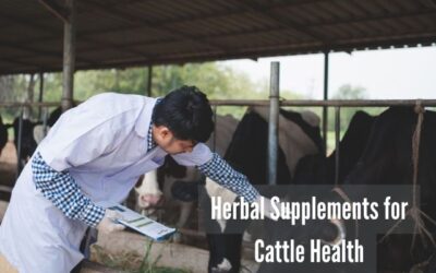 Holistic Livestock Care: Harnessing the Power of Natural Remedies and Herbal Supplements for Cattle Health