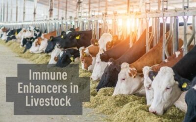 Immune Enhancers in Livestock: Boosting Health and Reducing Disease Risk