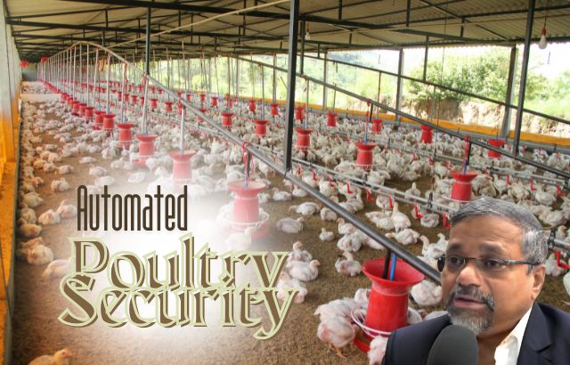 Automated Poultry Security