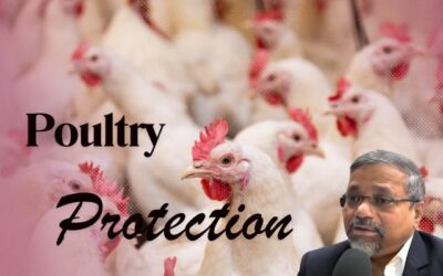 Top 5 Modern Technologies Revolutionizing Poultry Protection