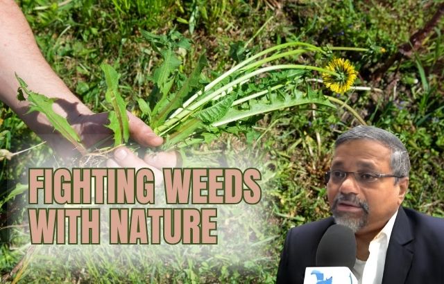 Fighting Weeds with Nature