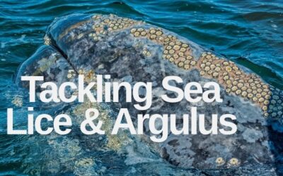 Natural Management of Ectoparasites: Tackling Sea Lice & Argulus