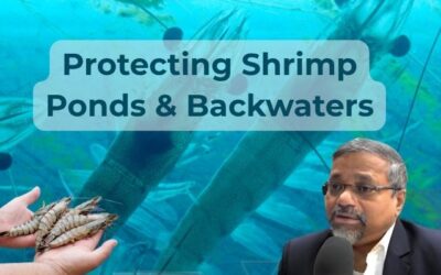 Protecting Shrimp Ponds & Backwaters: A Guide to Sustainable Aquaculture Practices