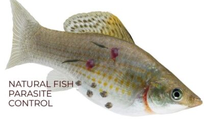 Replacing Praziquantel with Natural Alternatives: A Sustainable Solution for Fish Parasite Control