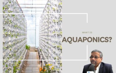 How Aquaponics is Transforming Farming: A Beginner’s Guide to Combined Aquaculture and Agriculture