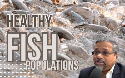 The Importance of Maintaining Healthy Fish Populations in Aquaculture Systems