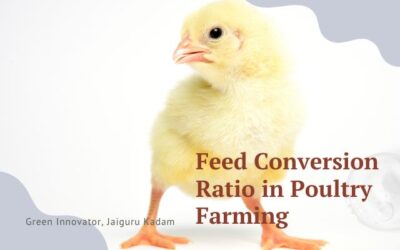 Feed Conversion Ratio (FCR) in Poultry Farming: The Key to Efficiency and Profitability