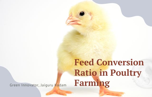Feed Conversion Ratio in Poultry Farming