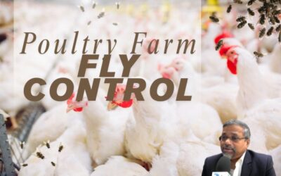 Managing the Pesky Fly Problem in Your Poultry Farm