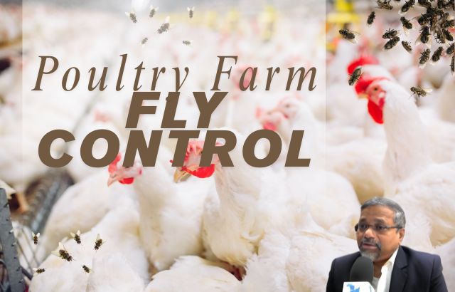 Poultry Farm Fly Control: Expert Tips for Managing Flies