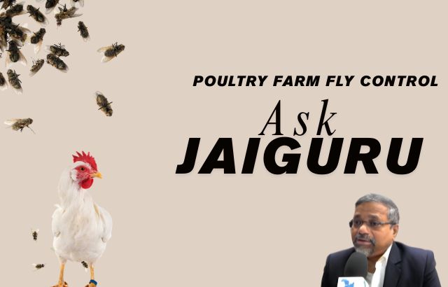 Ask Jaiguru Poultry farm fly control