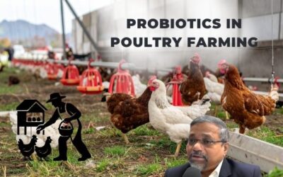Probiotics and Poultry Product Quality: How They Enhance Meat & Eggs