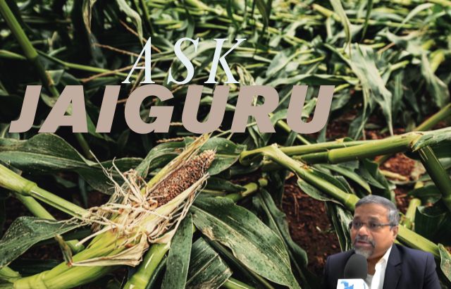 ask jaiguru