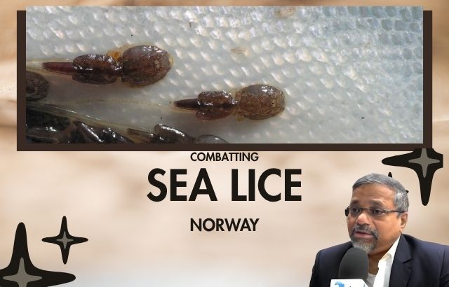 Combatting Sea Lice Threat in Norway's Salmon Farming