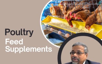Essential Poultry Feed Supplements for Healthier, More Productive Flocks