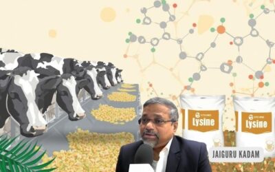 Lysine in Cattle Feed Supplements: A Vital Amino Acid for Protein Synthesis and Muscle Growth