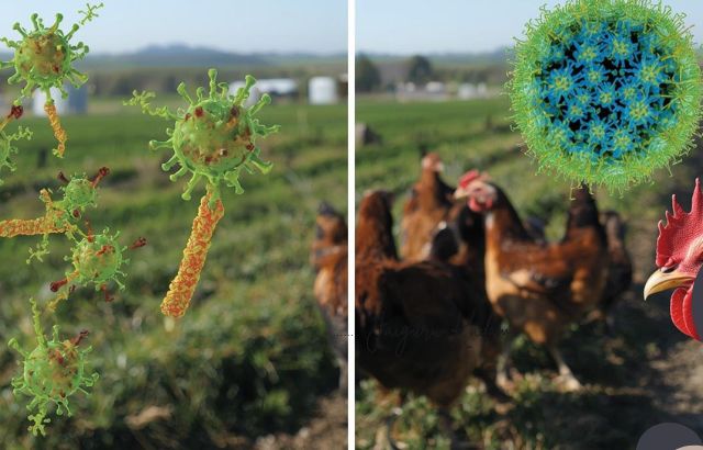 The Impact of Probiotics: 20-30% Reduction in Pathogenic Bacteria