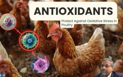 Antioxidants: Protect Against Oxidative Stress in Poultry