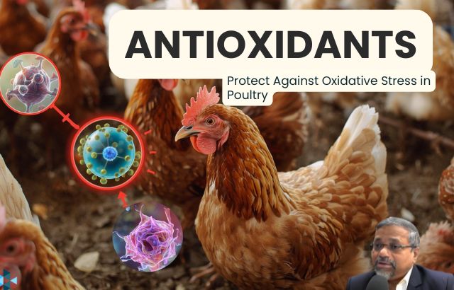 Antioxidants for Birds: Boost Health with Natural Protection