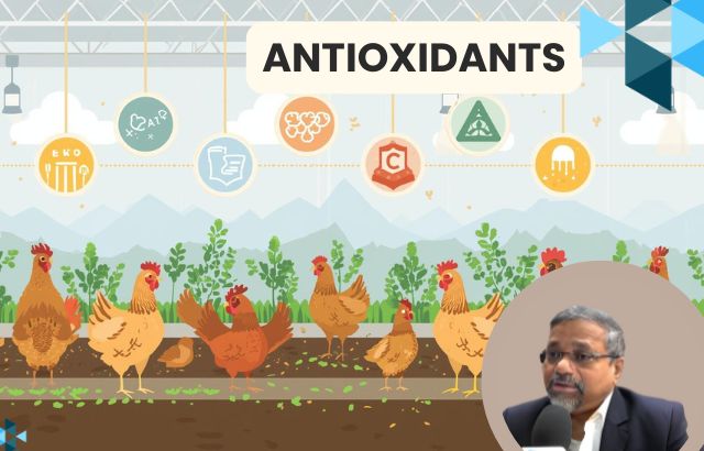 Why Antioxidants Matter for Birds