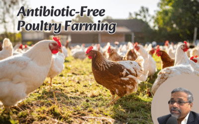 Antibiotic-Free Poultry Farming: Challenges and Benefits