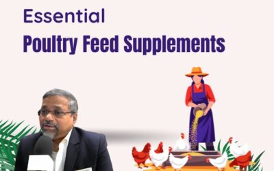 Essential Poultry Feed Supplements for Healthier, More Productive Flocks