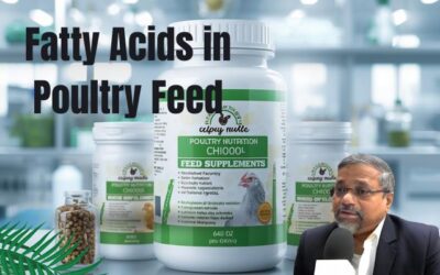 The Importance of Fatty Acids in Poultry Feed Supplements: A Guide for Manufacturers