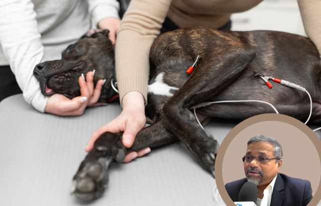 Green Innovation in Pet Care: