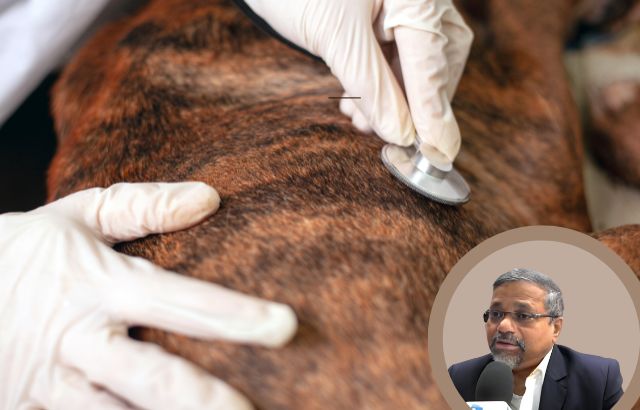 Green Innovation in Pet Care: