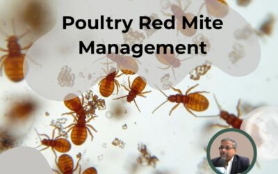 Sustainable Strategies for Poultry Red Mite Management