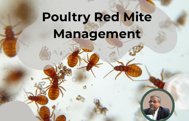 Poultry Red Mite Management