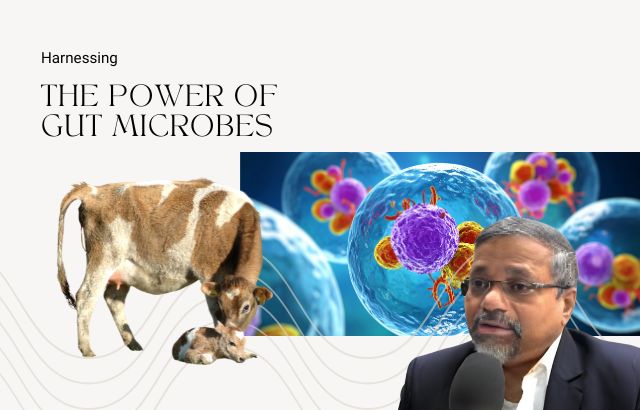 Calf Gut Immunity improves health by strengthening gut microbes, reducing disease risk, and supporting growth in young calves.