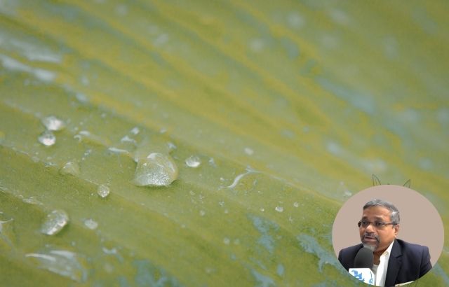 Water droplet on leaf (high contact angle) Surfactant-treated droplet (low contact angle, wide spread) This visually demonstrates: Surface tension reduction Improved wetting and adhesion 