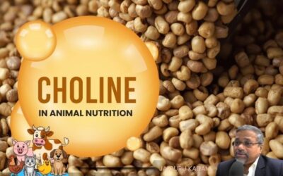 Choline in Animal Nutrition: Insights by Subject Matter Specialist Jaiguru Kadam