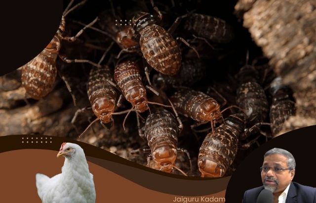 Image showing mites in cage joints, nesting areas, or wooden crevices