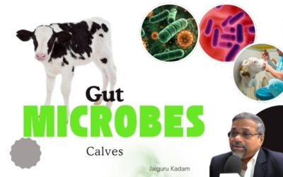 The Invisible Guardians: How Gut Microbes Are Transforming Calf Health